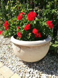 Red flowers on plant outdoors