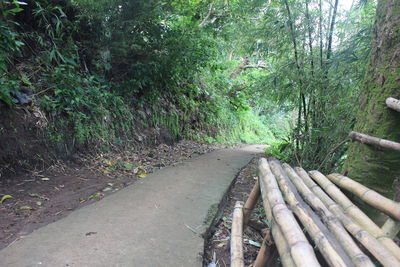 Walkway amidst trees