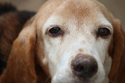 Close-up portrait of dog