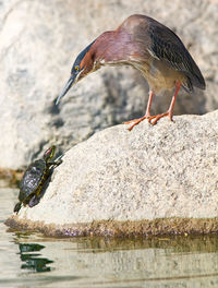 Close-up side view of turtle and bird