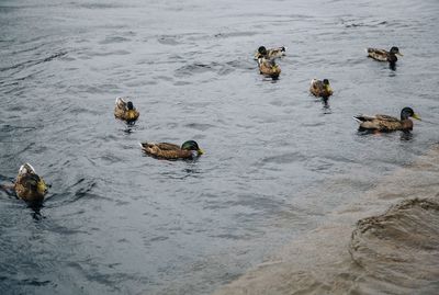 High angle view of ducks swimming in sea