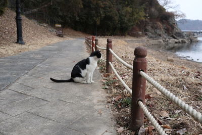 Dog on dirt road