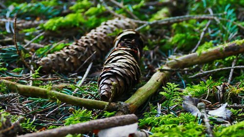 Pine cones in forest