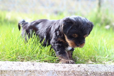 Dog looking away on field