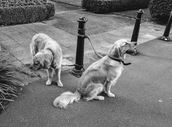 Dog on street