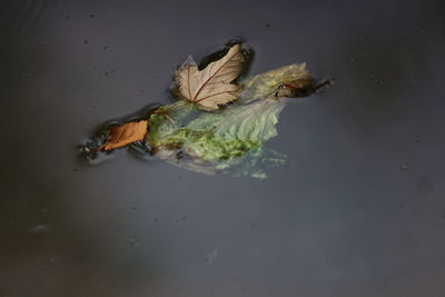 High angle view of dry leaf floating on water
