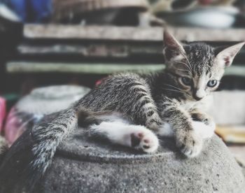 Close-up of cat sleeping