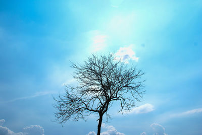 Low angle view of bare tree against blue sky