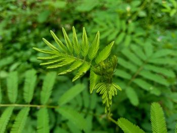 High angle view of green leaves on tree