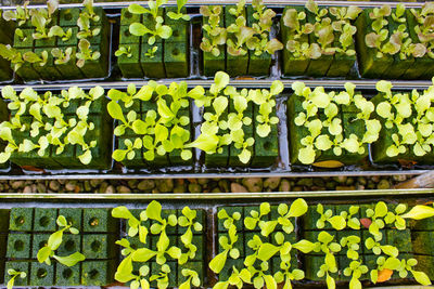 Full frame shot of vegetables for sale in market