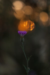 Close-up of a cornflower during sunset 