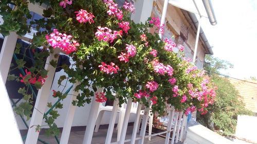 Low angle view of pink flowers