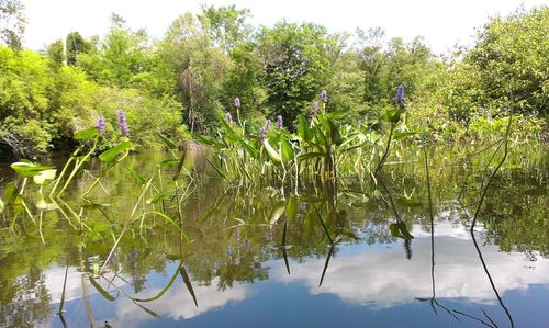 Reflection of trees in lake