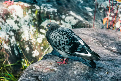 Close-up of pigeon perching on rock