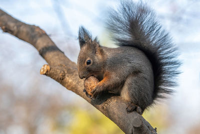 Close-up of squirrel