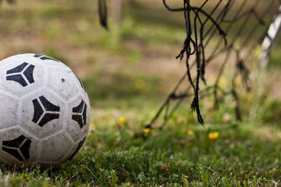 Close-up of grassy field