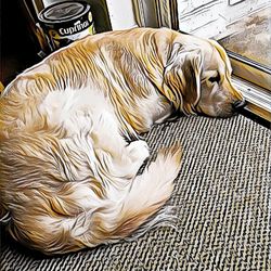 High angle view of dog sleeping at home