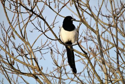 Low angle view of bird perching on branch