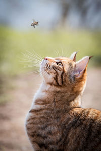 Close-up of cat looking at bee