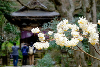 Close-up of white flowers blooming in park