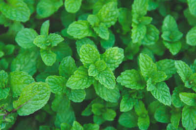 Full frame shot of fresh green leaves