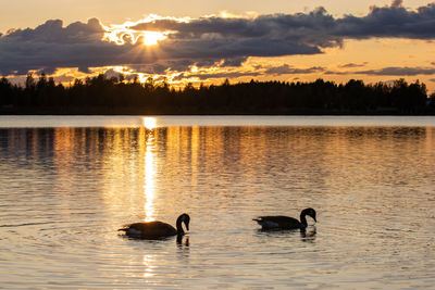 High angle view of swans in lake during sunset