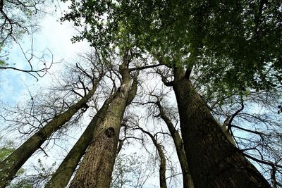 Low angle view of trees in forest against sky