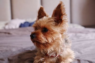 Dog looking away while sitting on bed at home