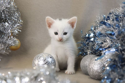 Close-up of white cat on table