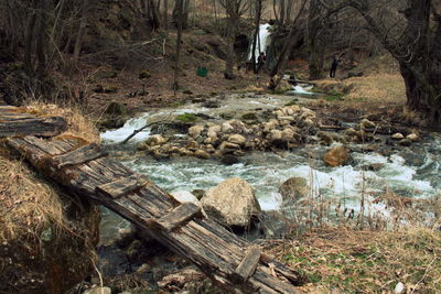 Plants growing by river in forest