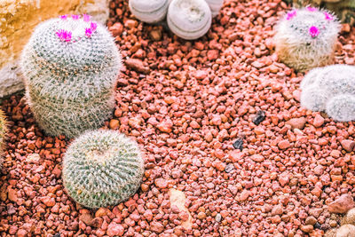 High angle view of cactus on pebbles