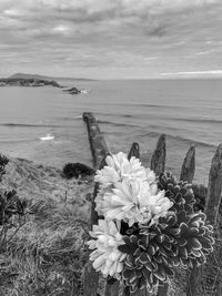Close-up of flowering plant by sea against sky