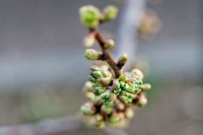 Close-up of flower buds