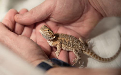 Close-up of human hand holding small