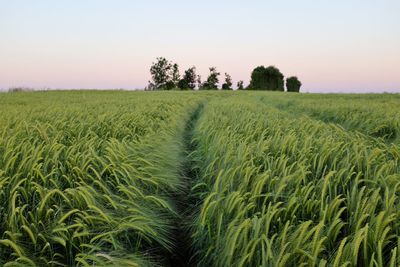 Scenic view of wheat field against clear sky