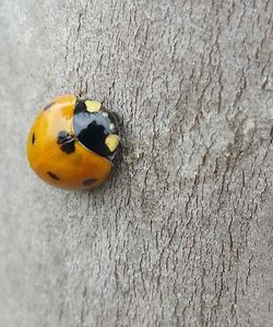 Close-up of yellow flower