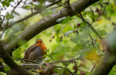 Bird perching on a branch