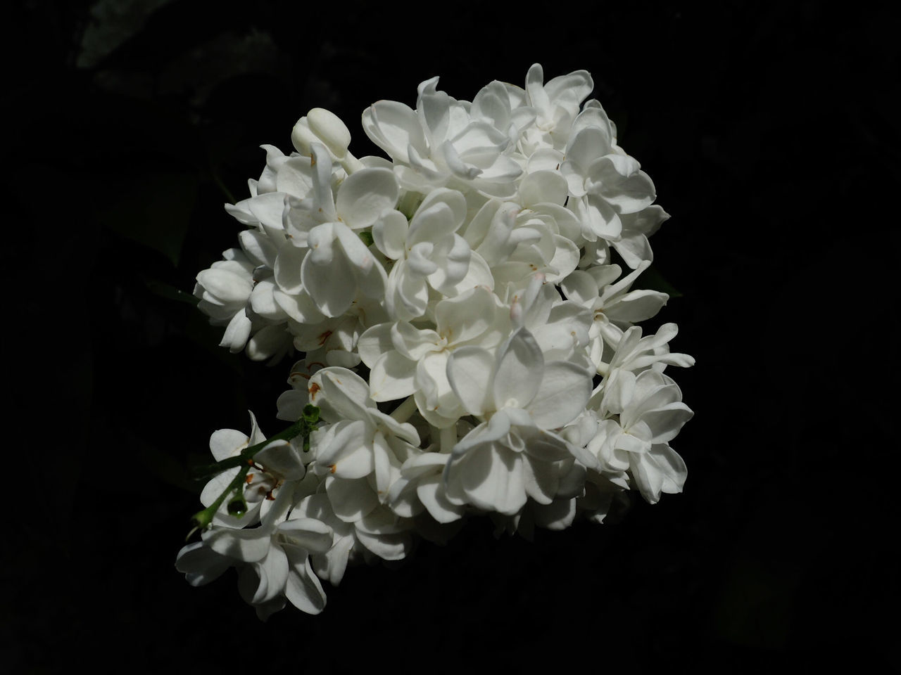 CLOSE-UP OF WHITE FLOWERS