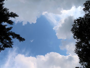 Low angle view of trees against sky