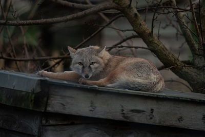 Close -up of a corsac fox laying down