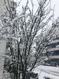 View of snow covered plants and trees