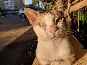 Close-up portrait of a cat