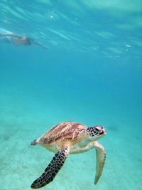 Turtle swimming in sea