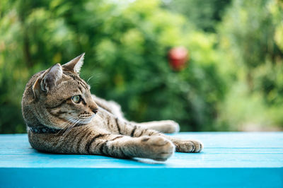 Close-up of a cat resting on table