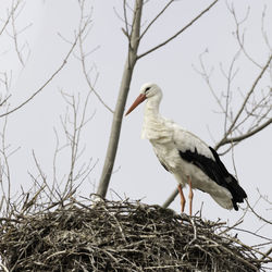 Low angle view of bird perching on branch