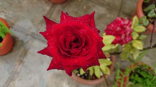 Close-up of red rose