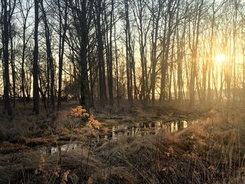 Sun shining through trees in forest