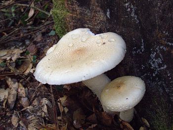 High angle view of mushroom growing in forest