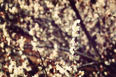 Close-up of flower on tree