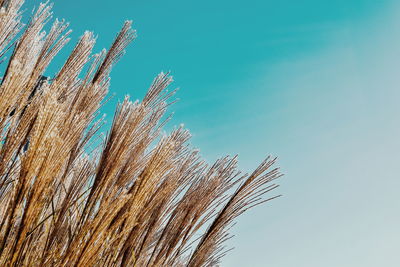 Low angle view of plant against clear blue sky